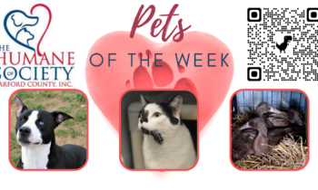 Pets of the Week for May 16, 2022