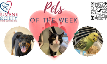Pets of the Week for June 13, 2022