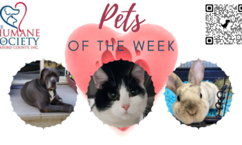 Pets of the Week for June 20, 2022