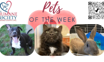Pets of the Week for June 27, 2022