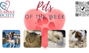 Pets of the Week for June 6, 2022