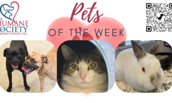 Pets of the Week for July 11, 2022