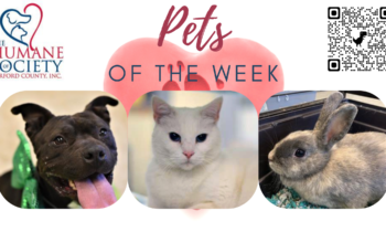 Pets of the Week for July 18, 2022