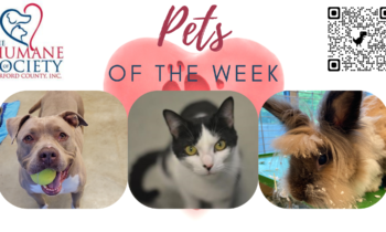 Pets of the Week for July 25, 2022