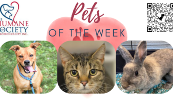 Pets of the Week for July 4, 2022