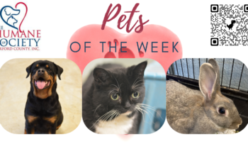 Pets of the Week for August 8, 2022