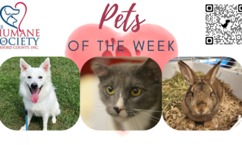 Pets of the Week for August 15, 2022