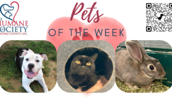 Pets of the Week for August 1, 2022