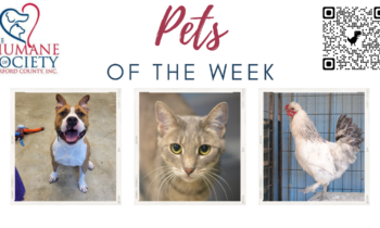 Pets of the Week for October 10, 2022