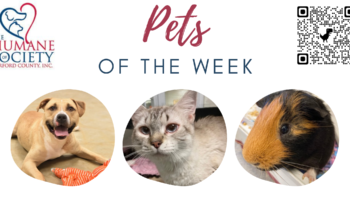 Pets of the Week for October 24, 2022