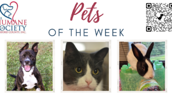 Pets of the Week for October 3, 2022