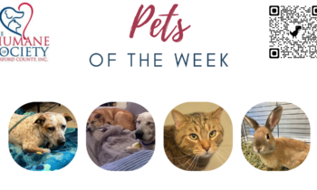 Pets of the Week for November 14, 2022
