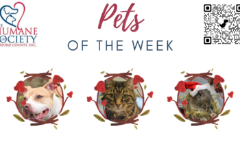 Pets of the Week for November 21, 2022