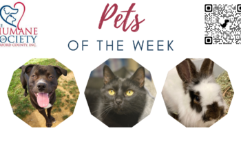 Pets of the Week for November 7, 2022