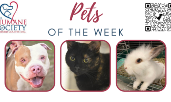 Pets of the Week for December 12, 2022