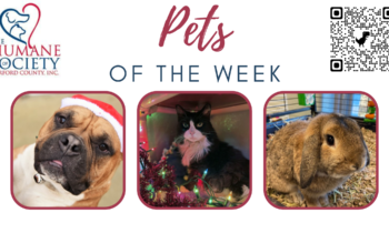 Pets of the Week for December 19, 2022