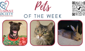 Pets of the Week for December 26, 2022
