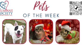 Pets of the Week for December 5, 2022