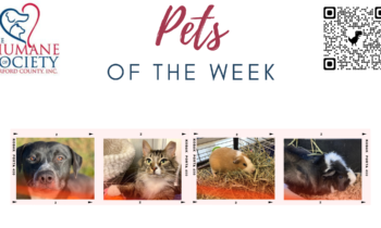 Pets of the Week for January 9, 2023