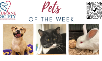 Pets of the Week for January 23, 2023