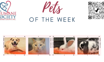 Pets of the Week for January 2, 2023