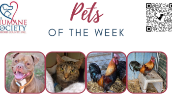 Pets of the Week for January 30, 2023