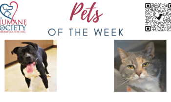 Pets of the Week for February 13, 2023