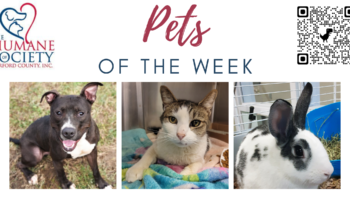 Pets of the Week for February 20, 2023