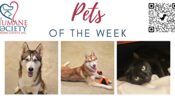 Pets of the Week for February 6, 2023