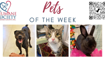 Pets of the Week for March 13, 2023
