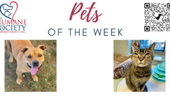 Pets of the Week for March 20, 2023