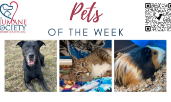 Pets of the Week for March 6, 2023