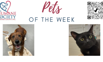 Pets of the Week for April 10, 2023
