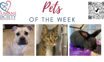 Pets of the Week for April 17, 2023