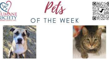 Pets of the Week for April 24, 2023