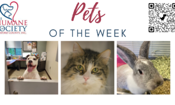 Pets of the Week for May 8, 2023