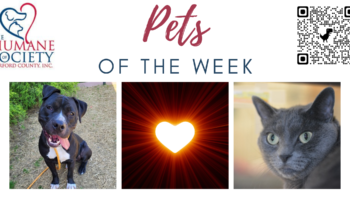 Pets of the Week for May 22, 2023