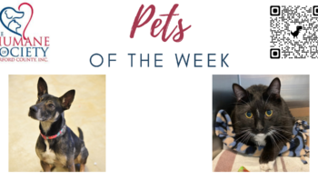 Pets of the Week for May 1, 2023