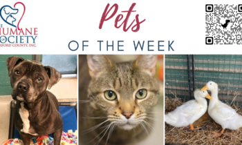 Pets of the Week for May 29, 2023