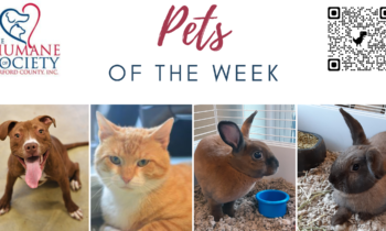 Pets of the Week for June 12, 2023