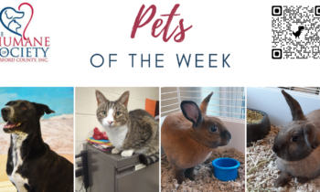 Pets of the Week for June 19, 2023