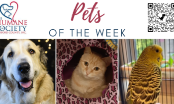 Pets of the Week for June 5, 2023