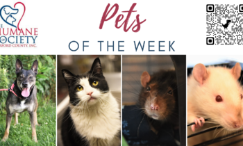Pets of the Week for July 10, 2023