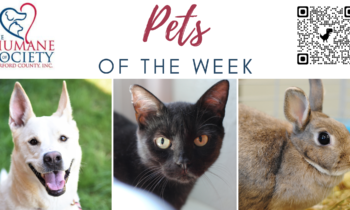 Pets of the Week for July 24, 2023