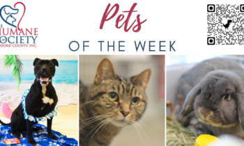 Pets of the Week for July 3, 2023