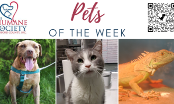 Pets of the Week for July 31, 2023