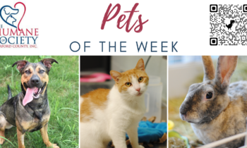 Pets of the Week for August 14, 2023