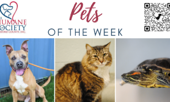 Pets of the Week for August 21, 2023