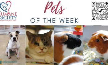 Pets of the Week for August 28, 2023