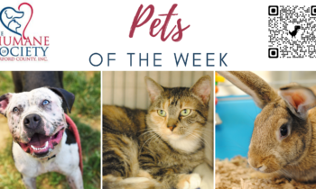 Pets of the Week for August 7, 2023